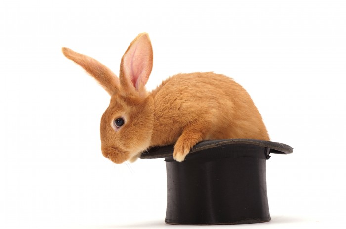 rabbit in a hat