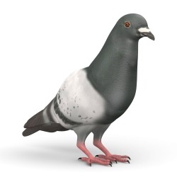 Pigeon Dollarphotoclub_40706319