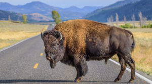 A large male bison is blocking the road